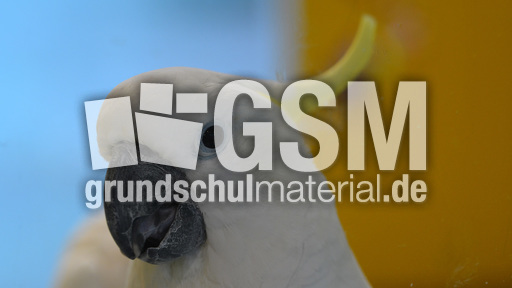 Gelbhaubenkakadu (2).jpg